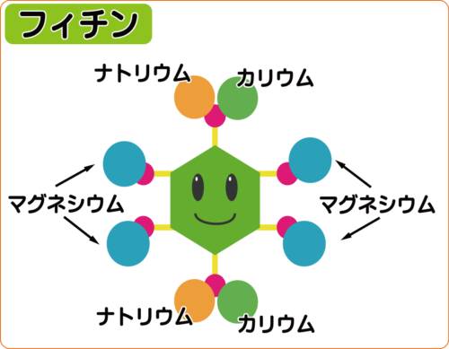 フィチンの構造イラスト