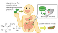 Zn ‐ InsP 6錯体は体からの放射性ストロンチウムの排出を促進する